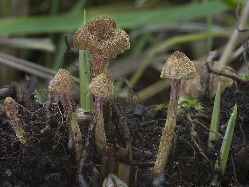 Cortinarius helvelloides